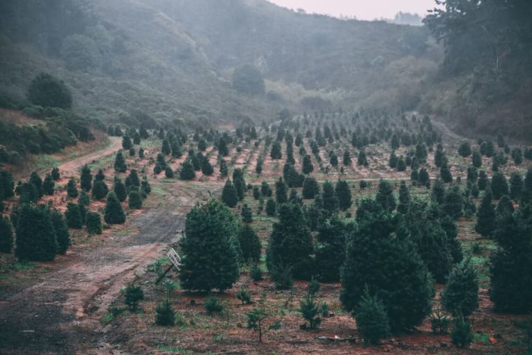 How to Start a Christmas Tree Farm [Christmas Tree Farming Expert Tells All]