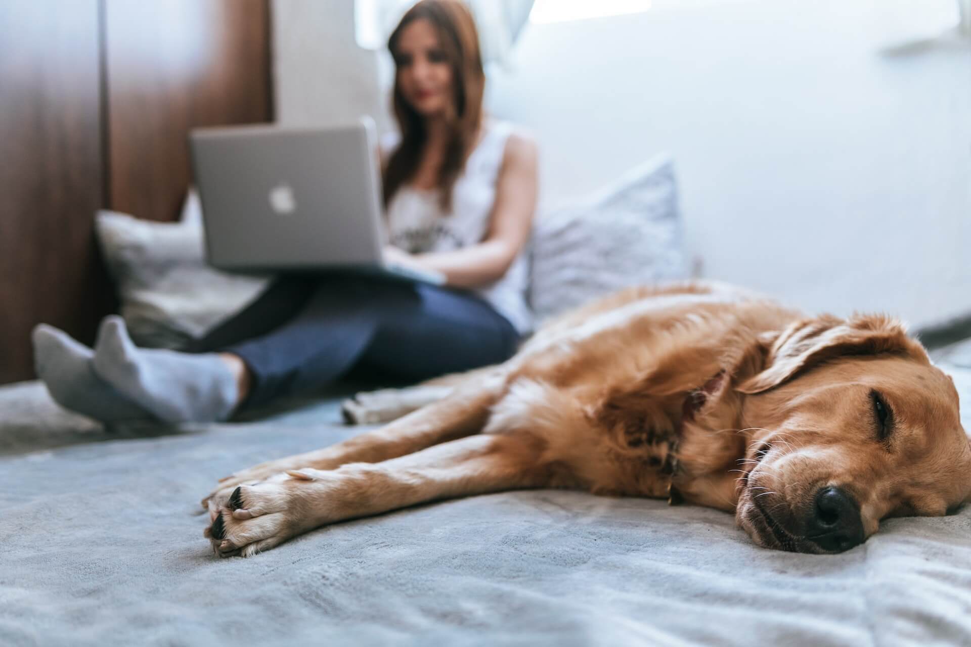 Dog and Woman Relaxing and Taking Surveys