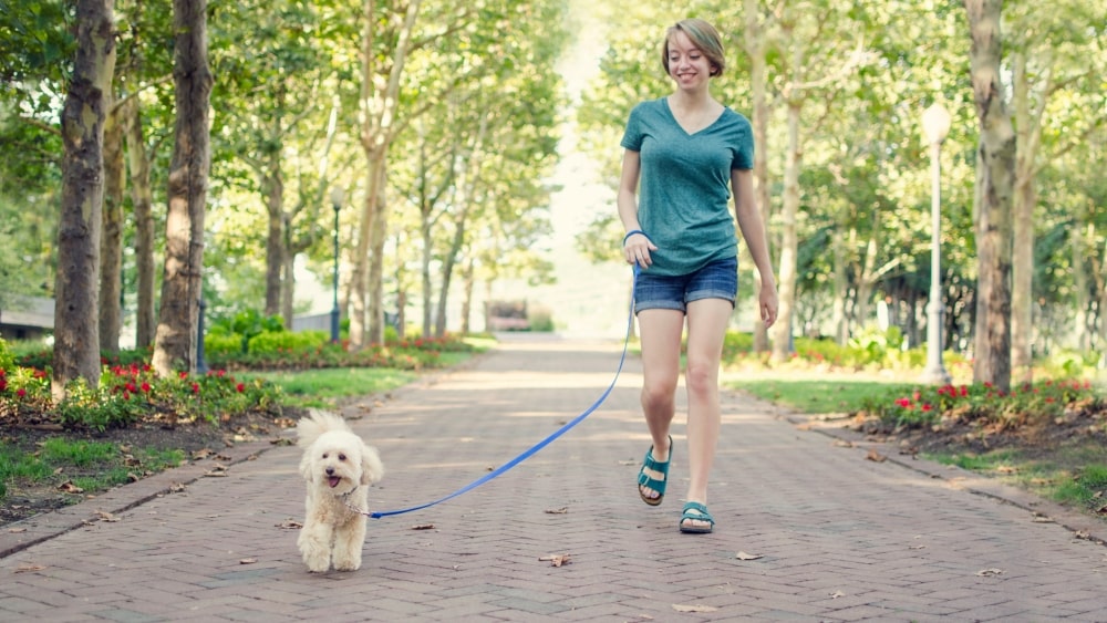 dog walker