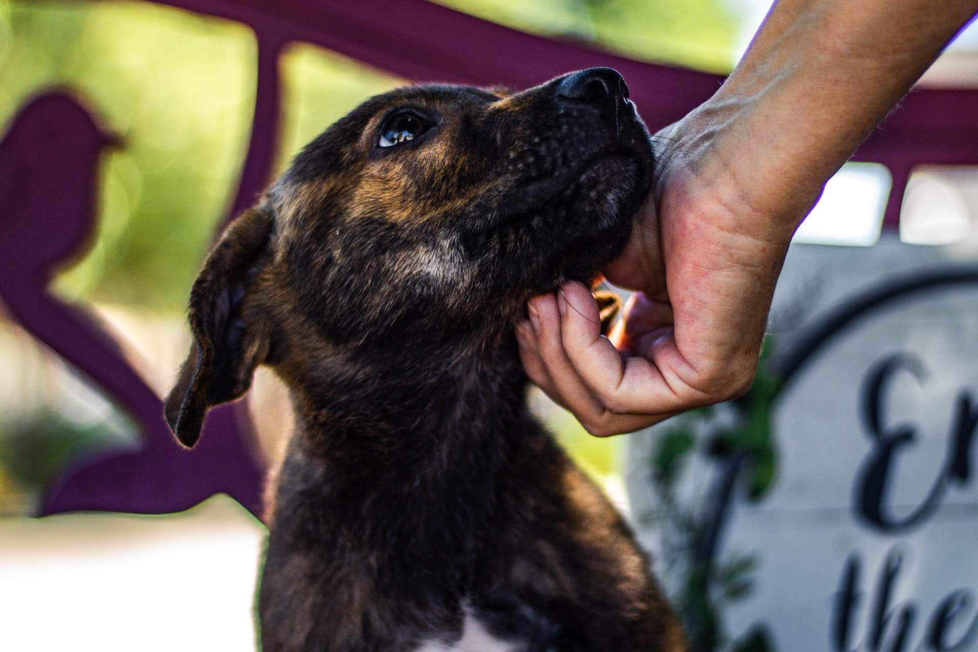 Working at a Pet Shelter is a Great Summer Job